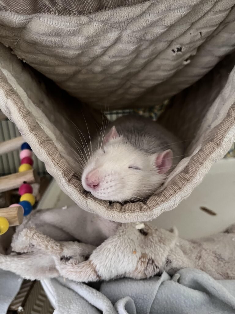 Image #1 from Kerri Chappell Lewis