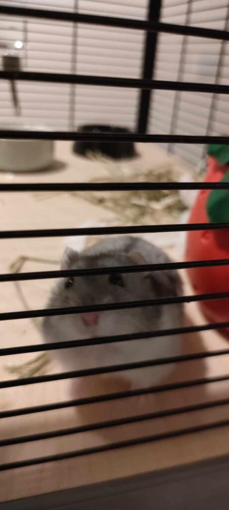 Image #1 from Rosa Yarrington