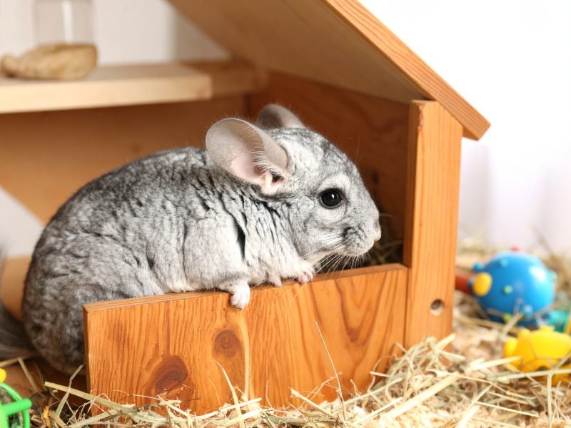 A Cracking Guide to Keeping Your Chinchilla Happy and Healthy