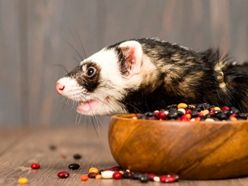 How to Keep Your Ferret Full of Beans