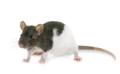 Rats