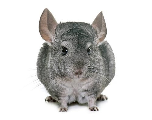 Chinchillas