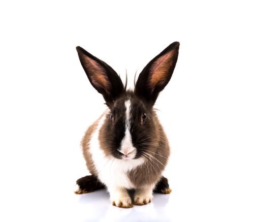 Rabbits & Cavies