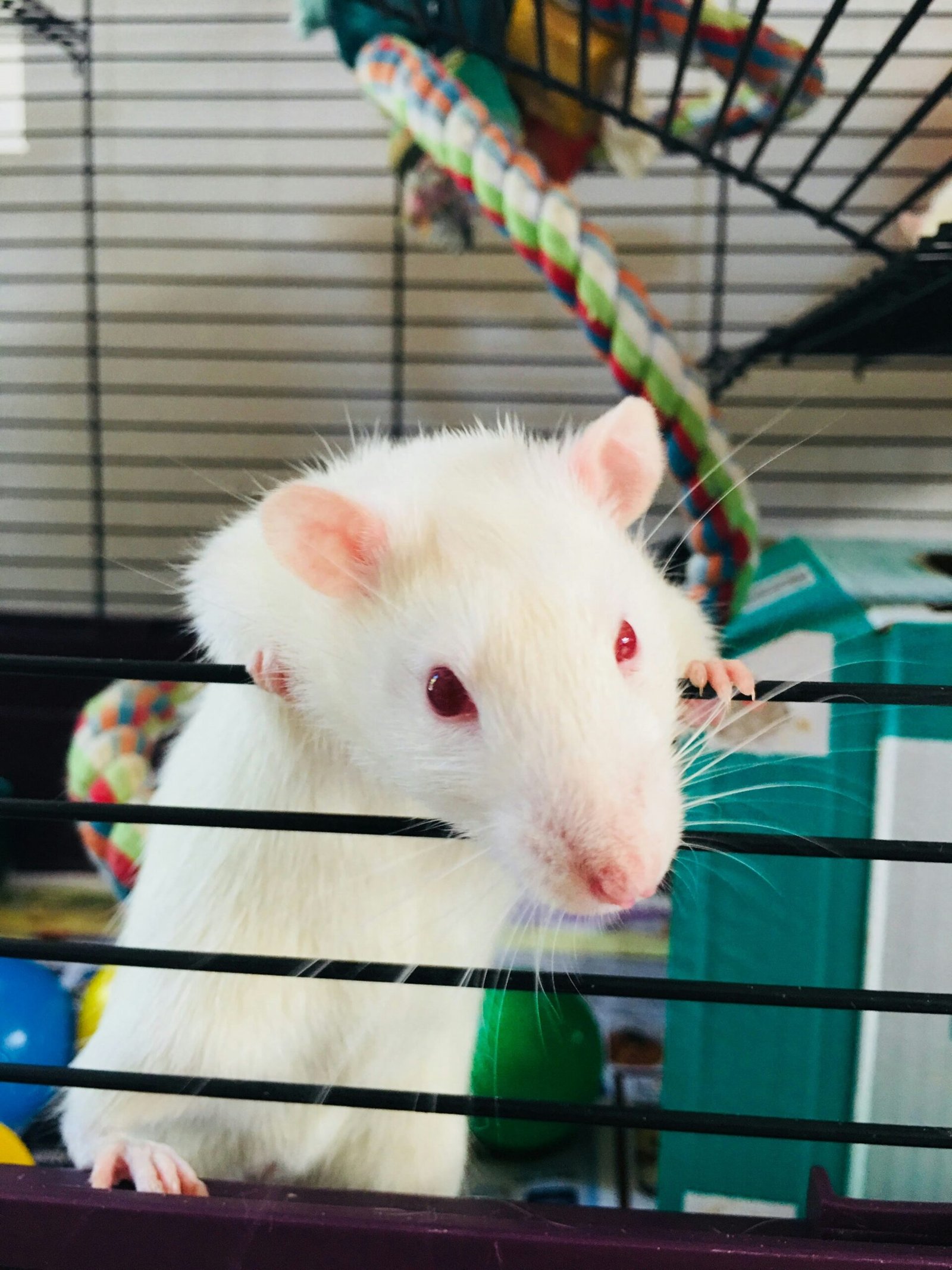 The Ultimate Guide to Keeping Happy and Healthy Pet Rats