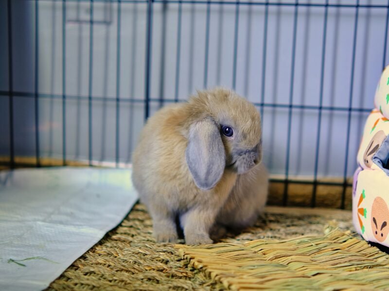 The Fascinating World of Rabbits: A Comprehensive Guide