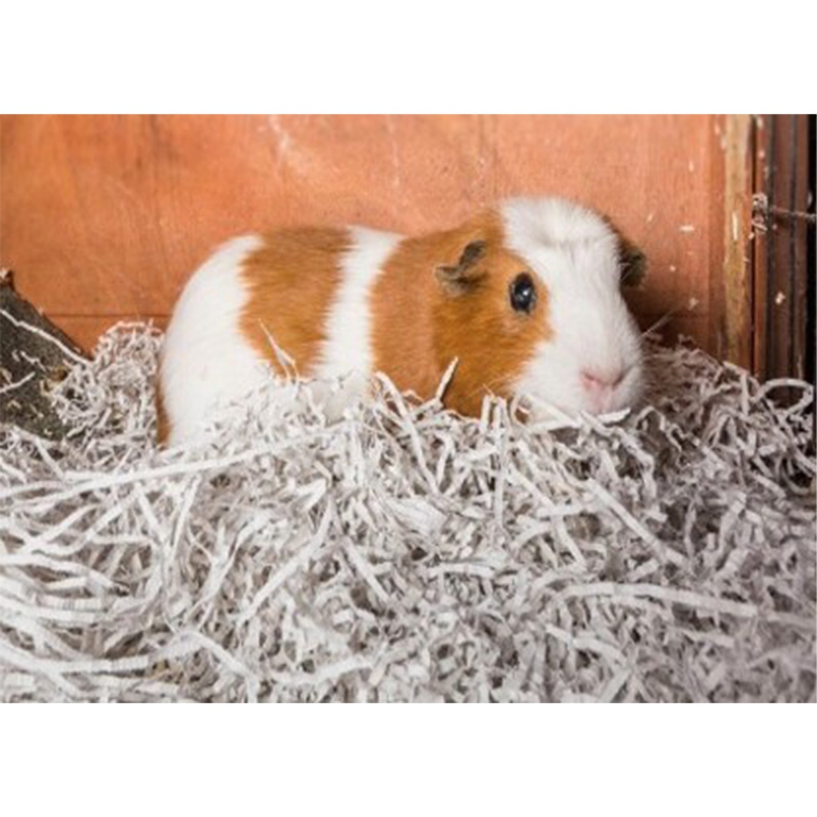 Pet Hamster Rabbit Guinea Pig Recycled Paper Bedding | Norfolk Industries - Image 3